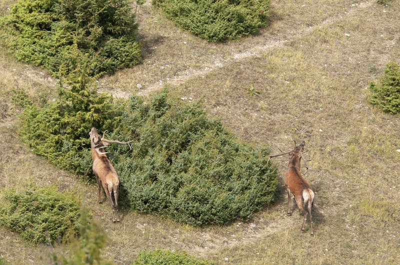 Un''arena molto contesa